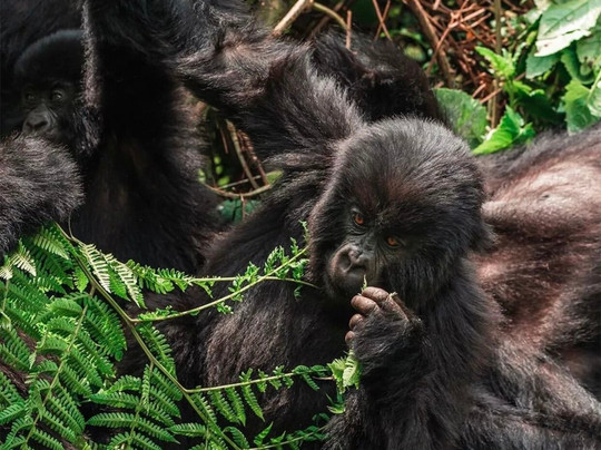 Primates Adventure-DMC