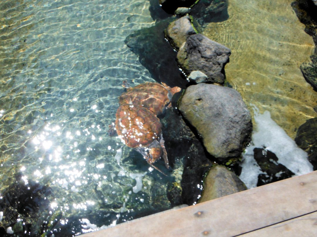 Joetsu Aquarium Umigatari景点图片