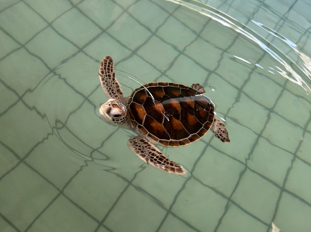 Turtle Conservation Center景点图片