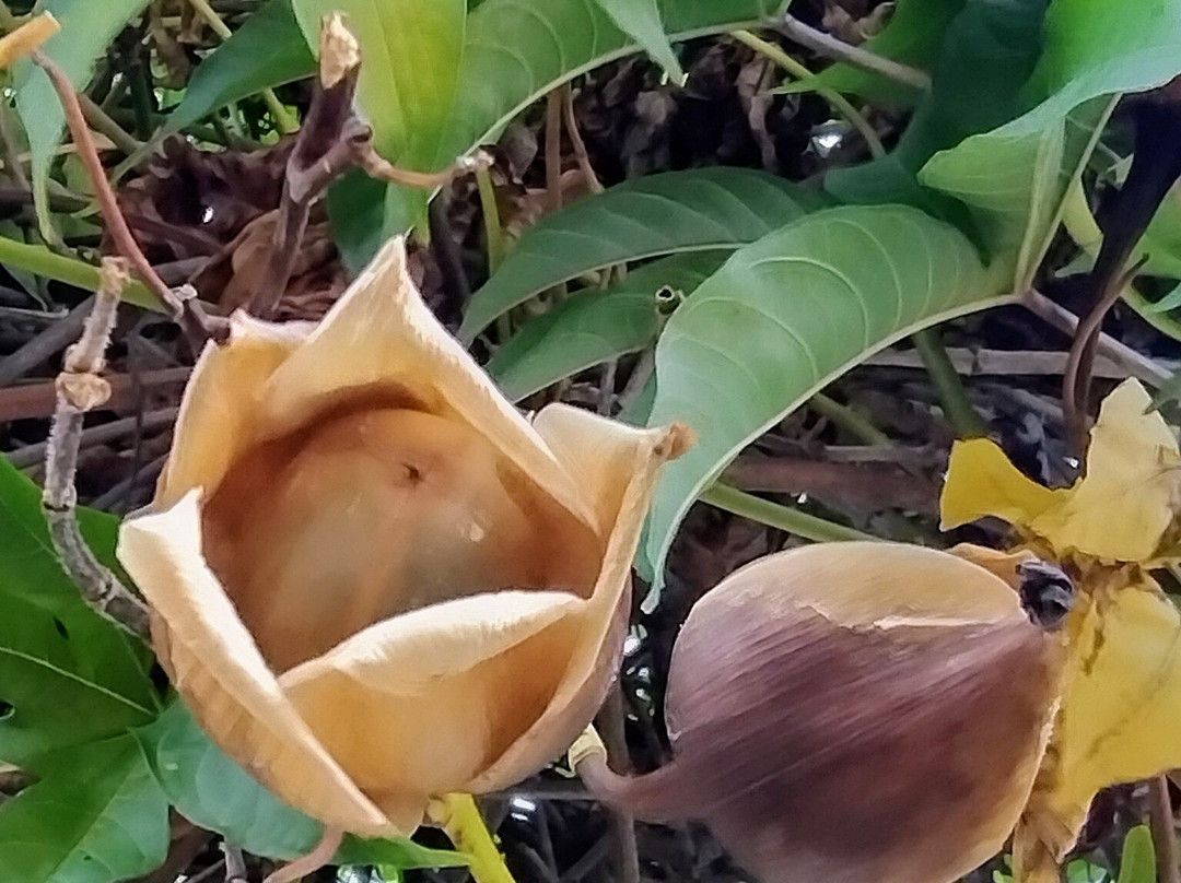 Hotel Mision Santa Barbara主图