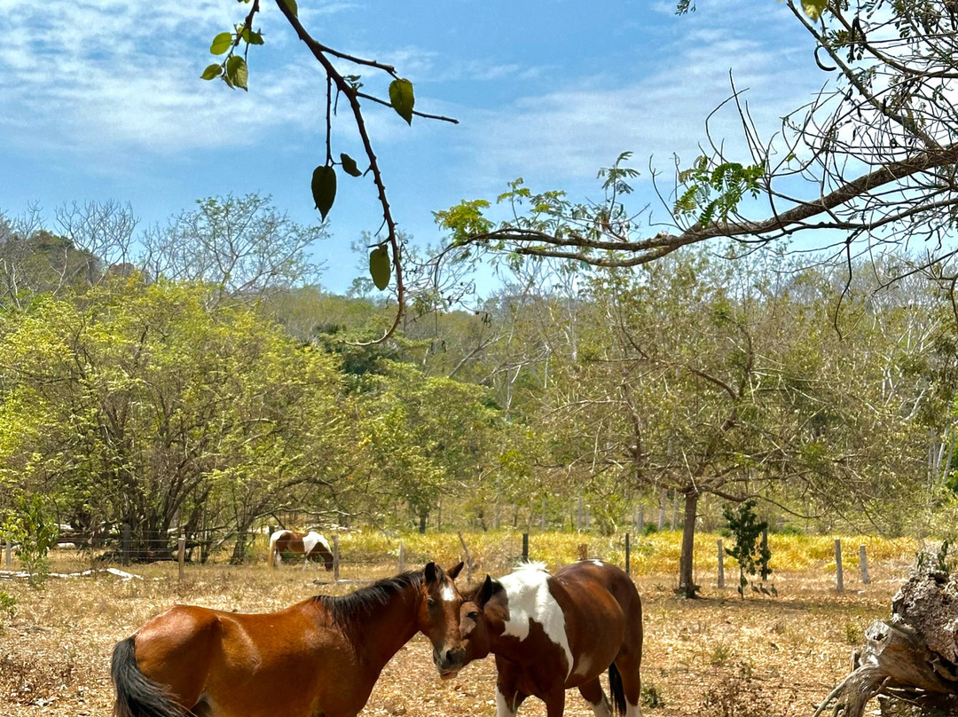 Horse Spirit Healing景点图片