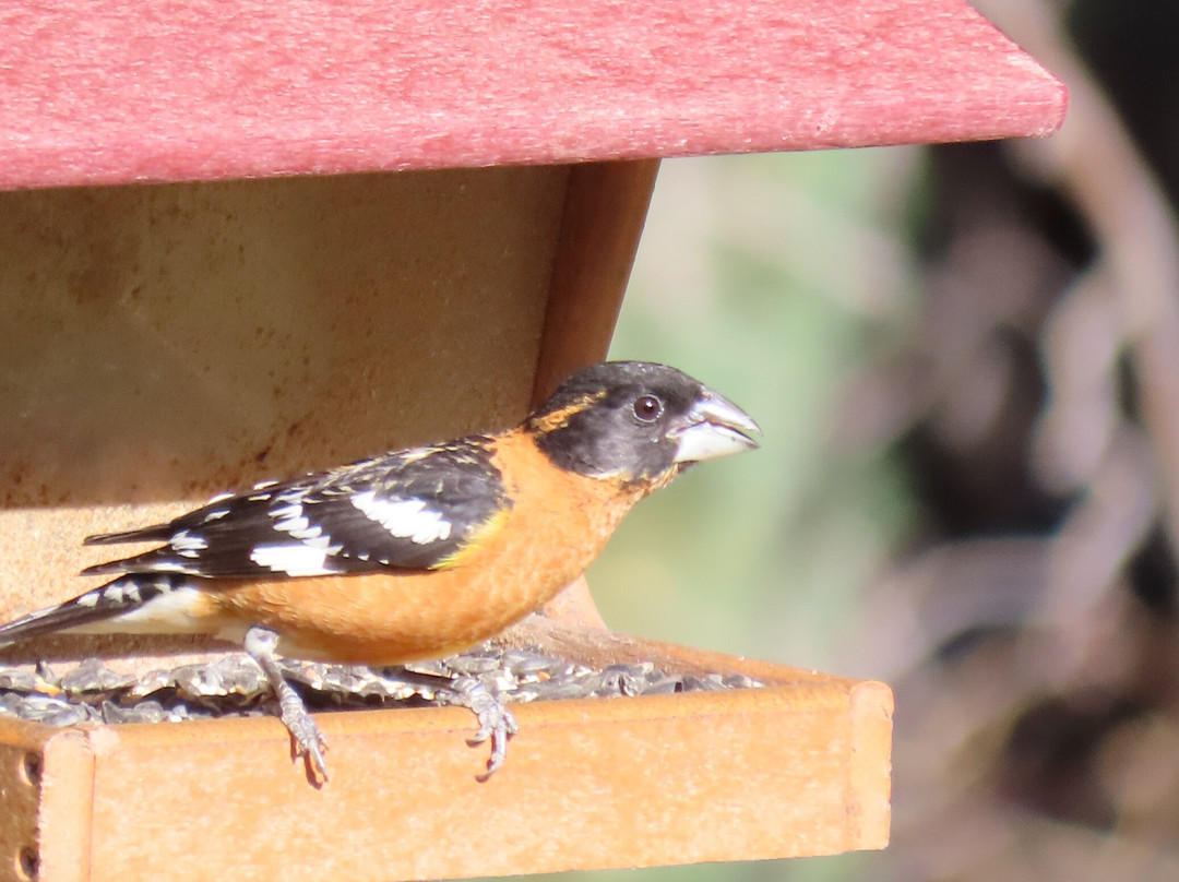 Madera Canyon-Madera Canyon必去景点