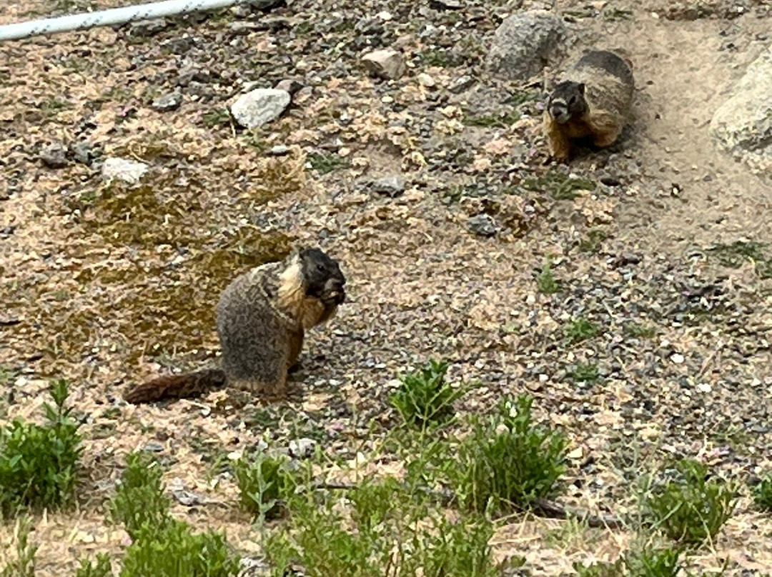 Alpine Rivers Inn主图