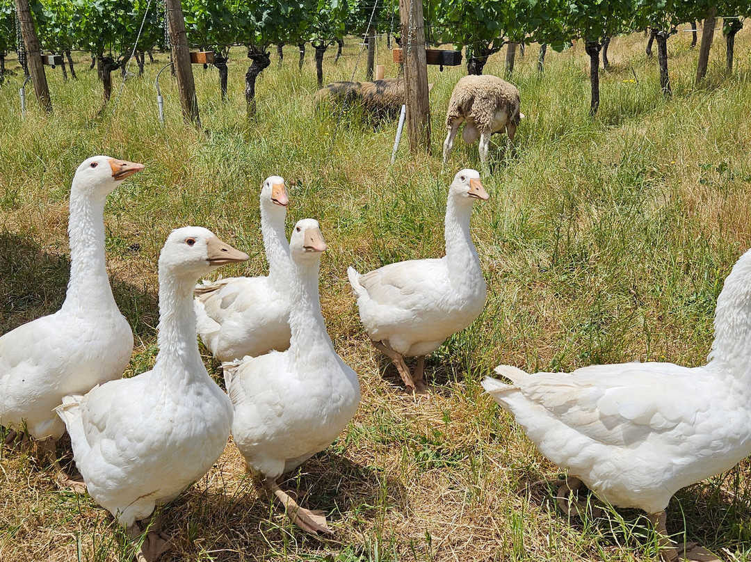 Antiquum Farm-Junction City必去景点