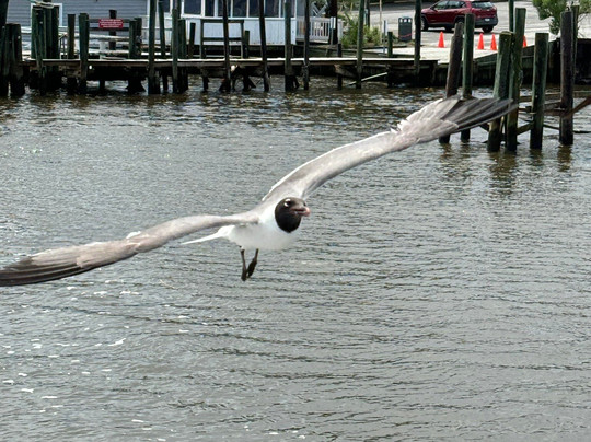 Voyager Deep Sea Fishing & Dolphin Cruises-美特尔海滩必去景点