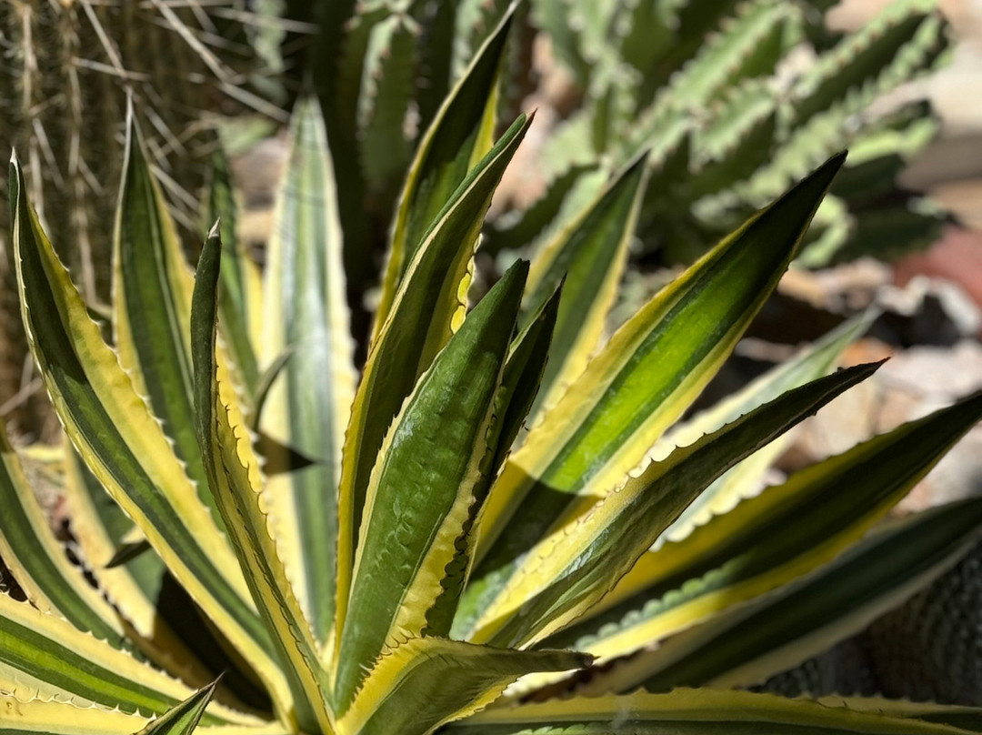 Fifth Avenue-斯科茨代尔必去景点