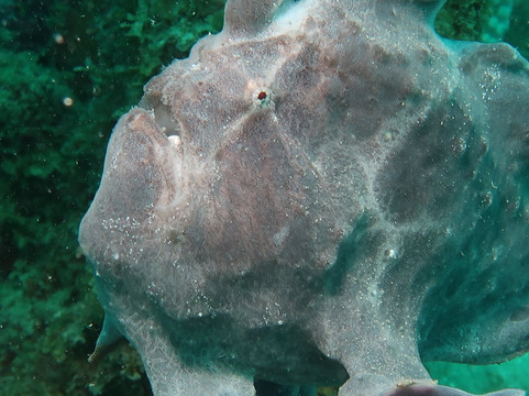 Double Deep diving center-诺西贝必去景点