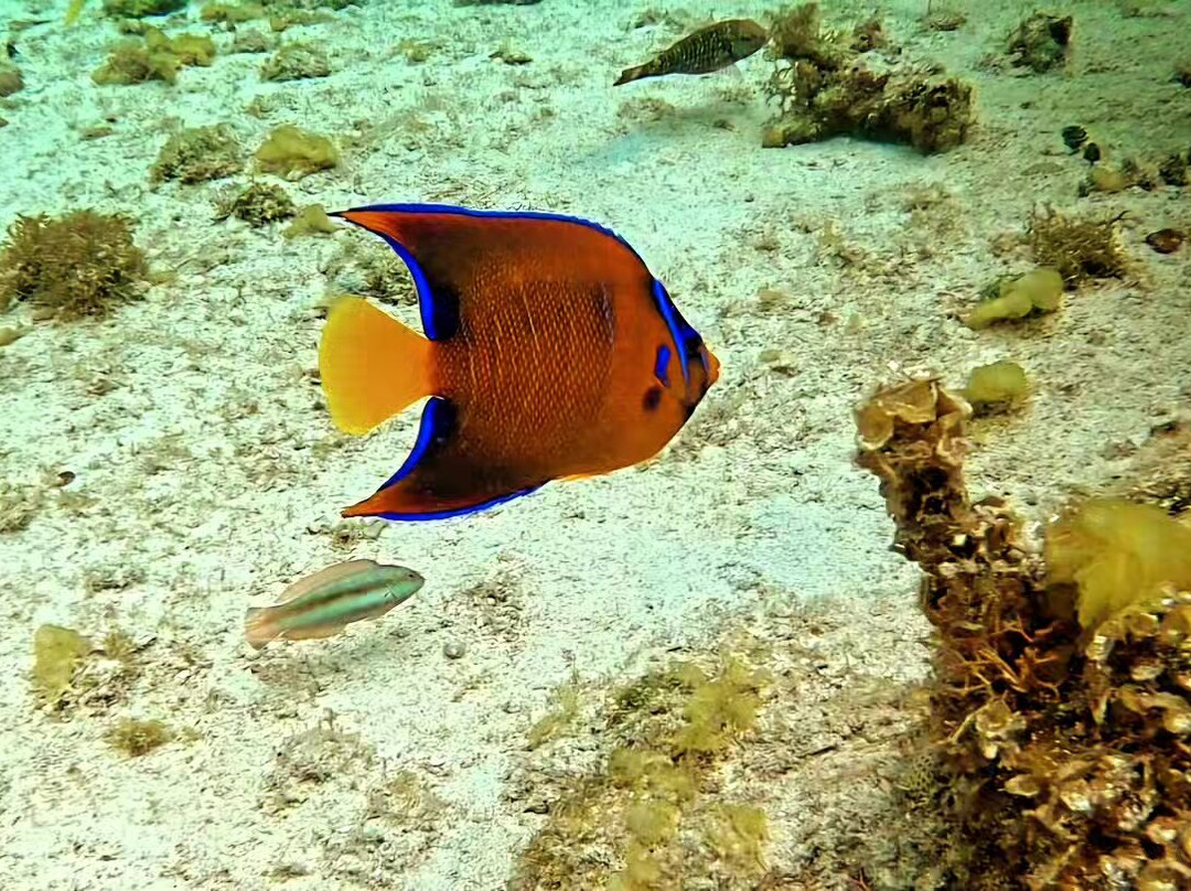 Sunbaby Glass Bottom Boat-内格里尔必去景点