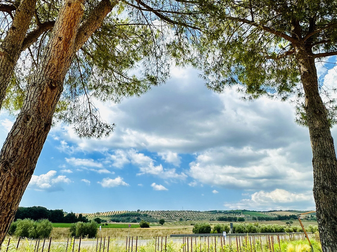 Tenuta il Tesoro, Arillo in Terrabianca景点图片