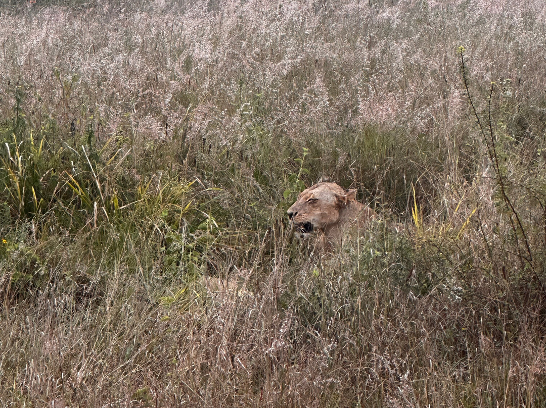 Tawi travel-内罗毕必去景点