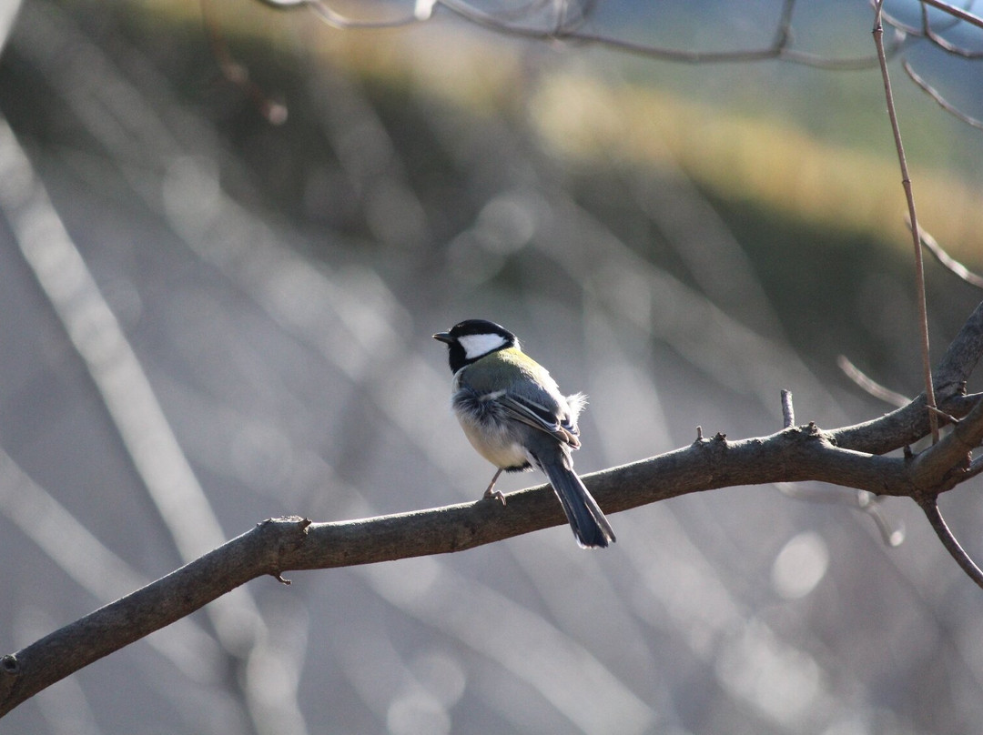 Higashishinagawa Kaijo Park-品川区必去景点