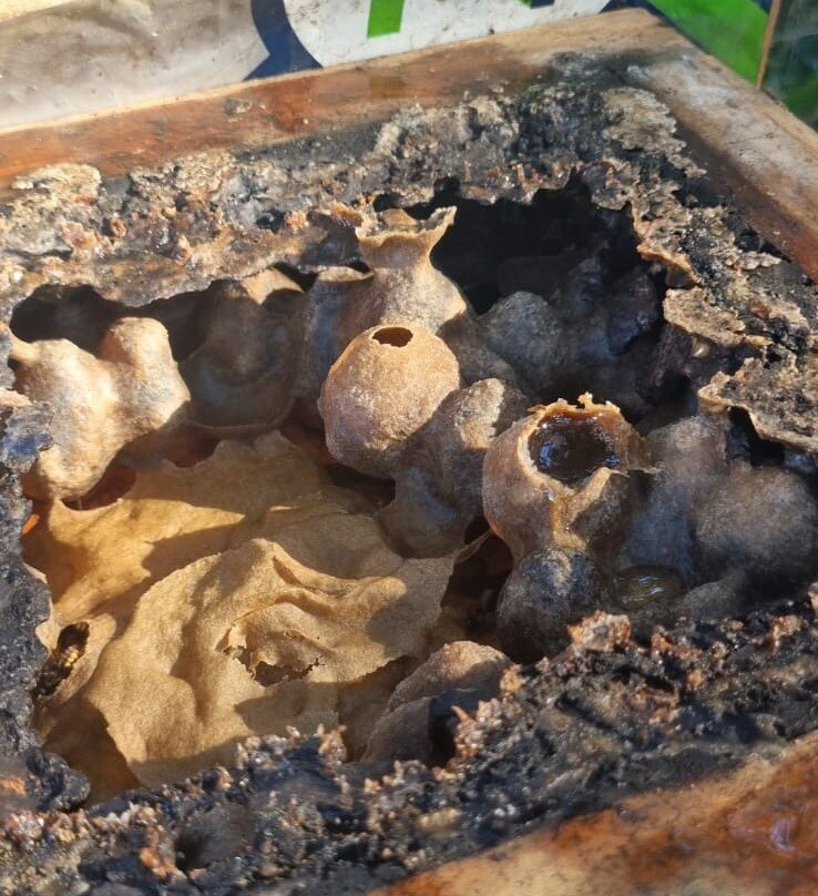 Experiências Da Colônia-Nova Petropolis必去景点