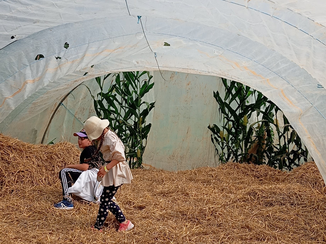 Labyrinthe de la Ferme Beun景点图片