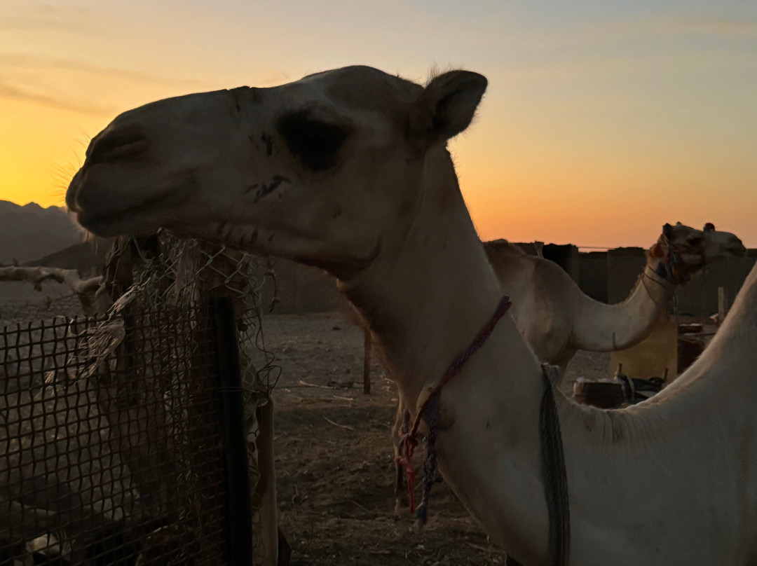 Safari Red Sea Makadi Bay-马卡迪湾必去景点