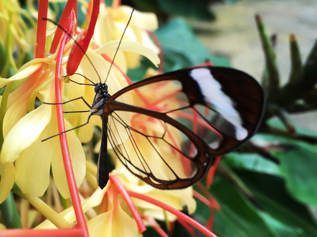Butterfly Paradise:"Papiliorama"-Havelte必去景点