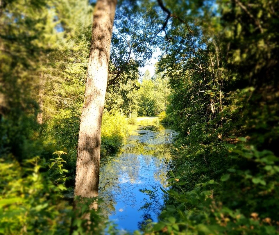 Pereslavskiy Arboretum Named After S.F. Kharitonov景点图片