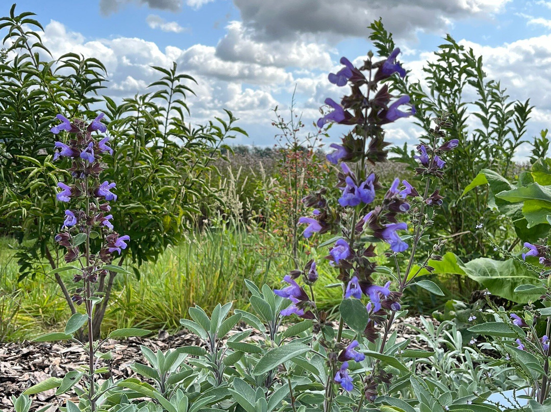 TAOASIS Botanischer Duftgarten景点图片