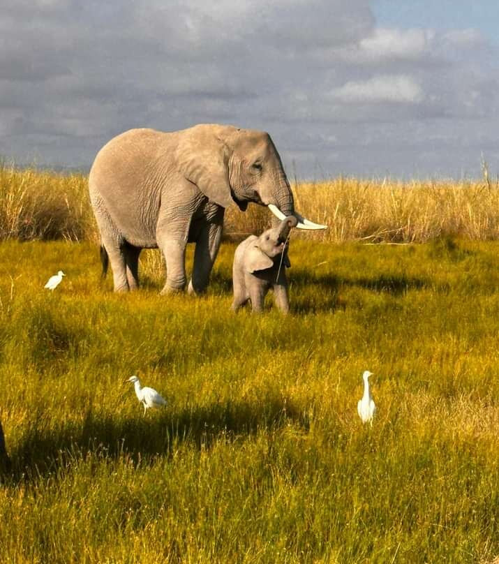 Safariman Expeditions-内罗毕必去景点