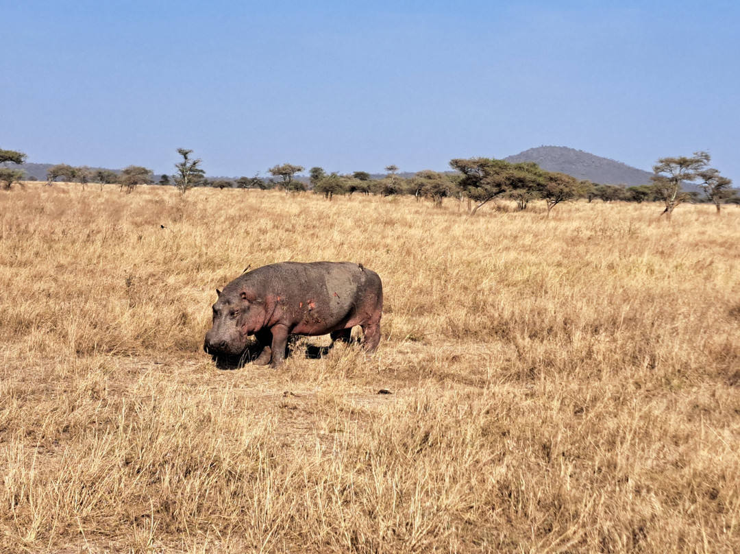 Safari Multiways-纳特龙湖必去景点