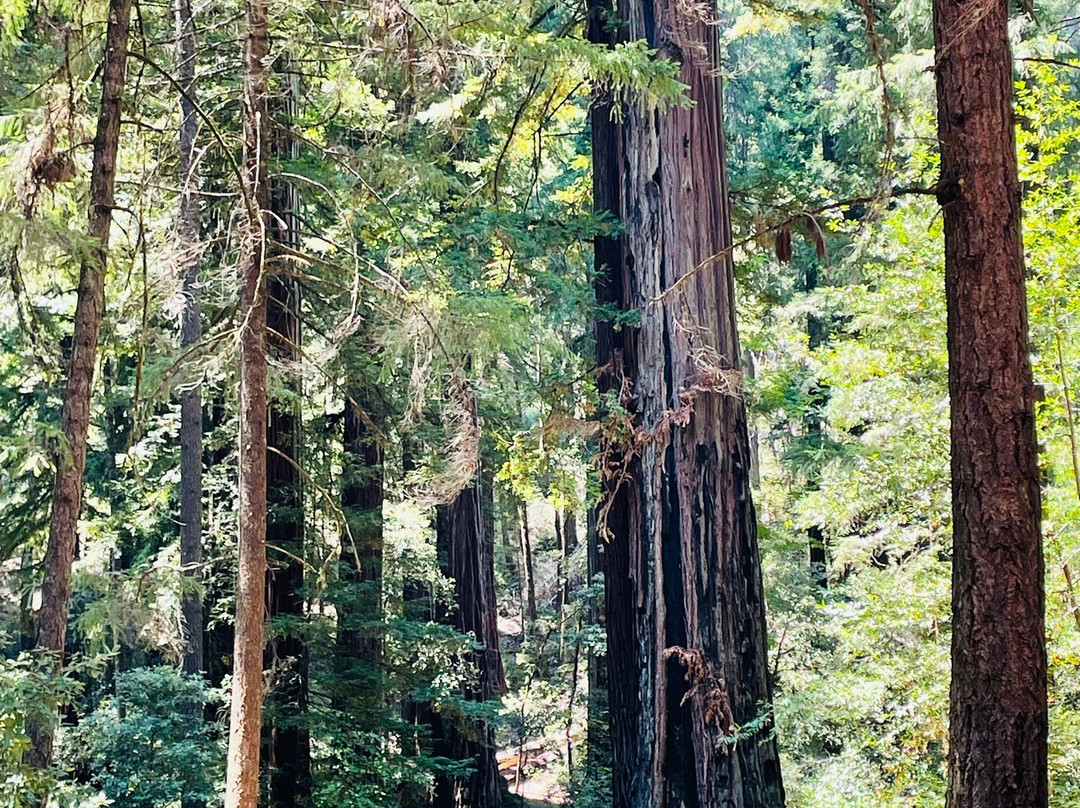 Richardson Grove State Park景点图片