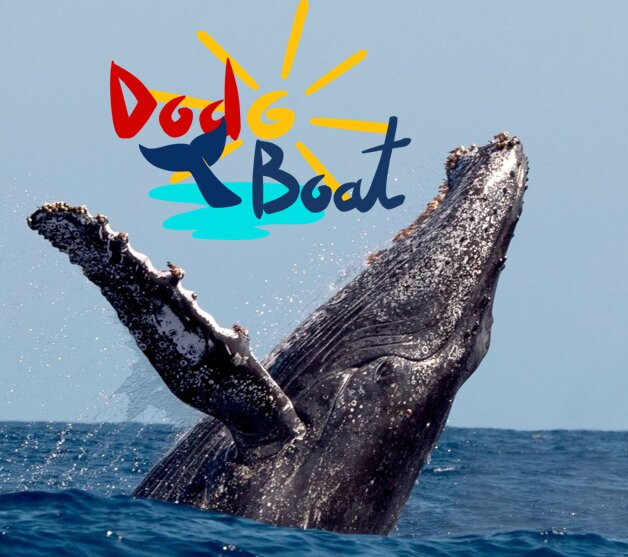 Dodo Boat景点图片