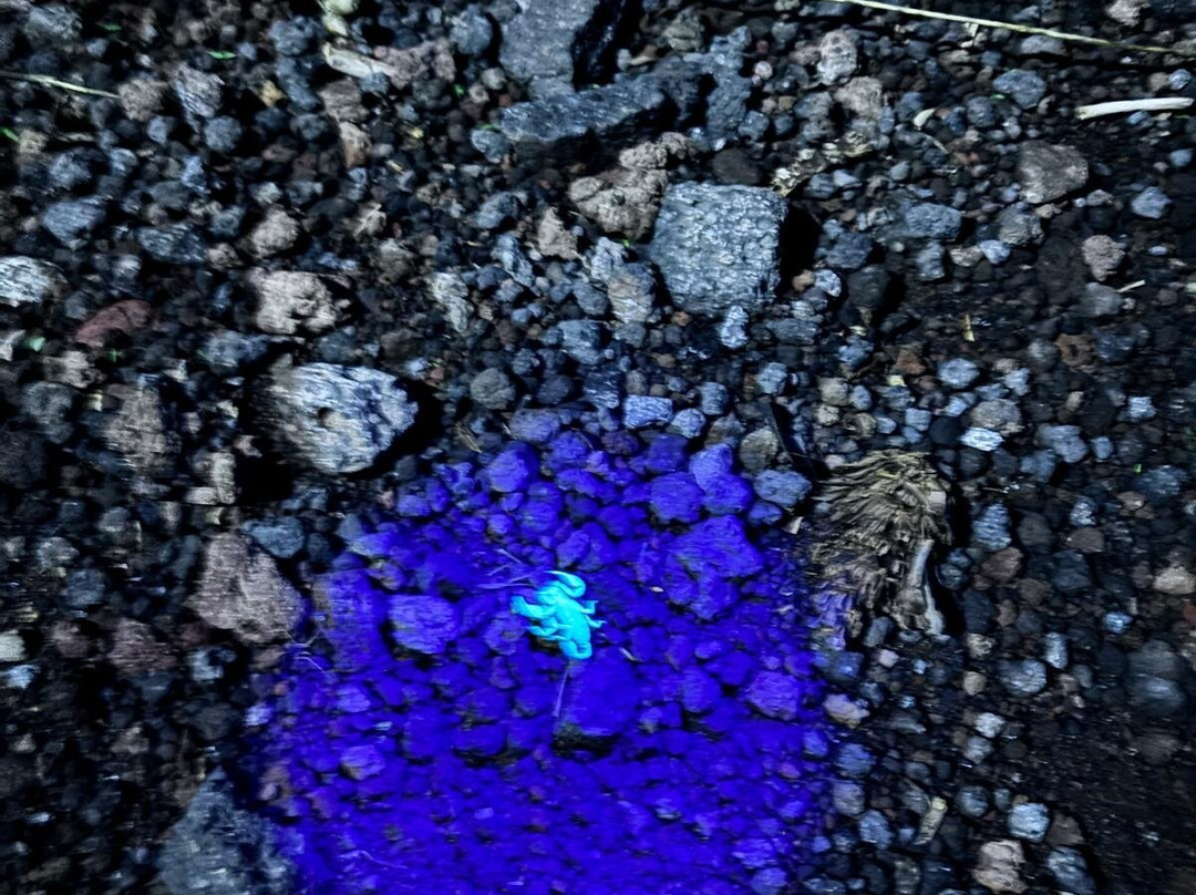 Guide I Vesuviani-Boscotrecase必去景点