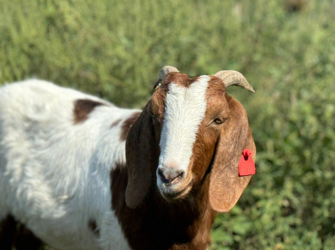The Alpine Goat Brewery-Weyers Cave必去景点