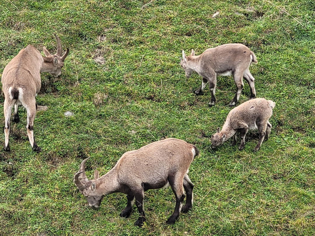Berghaus Niederhorn主图