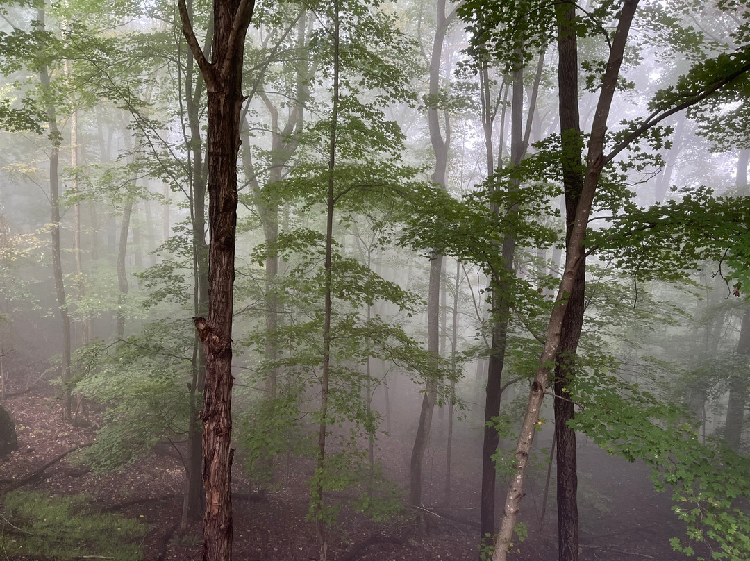 Sugar Tree Inn主图