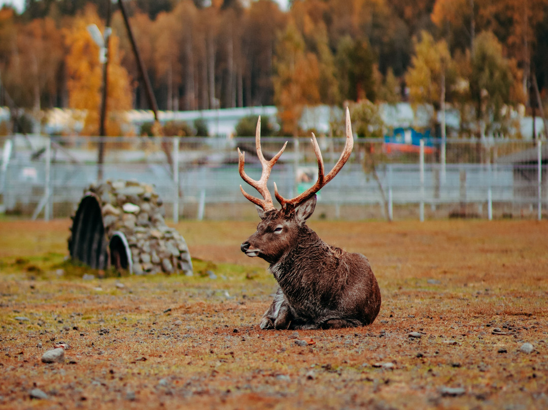 Karelian Zoo景点图片