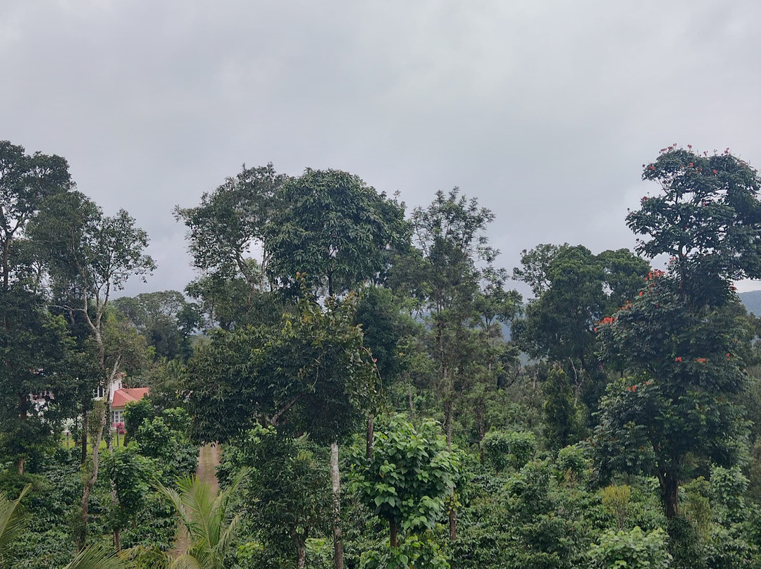 Heights Farm Stay | Coffee Estate Stay主图