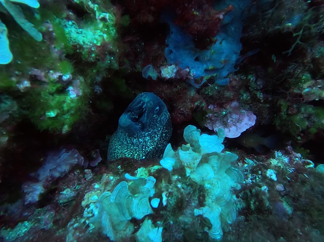 Orcasub Ibiza Diving Center景点图片