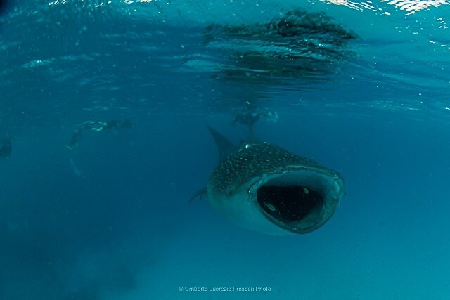 Manta Expeditions - Maldives-马累必去景点