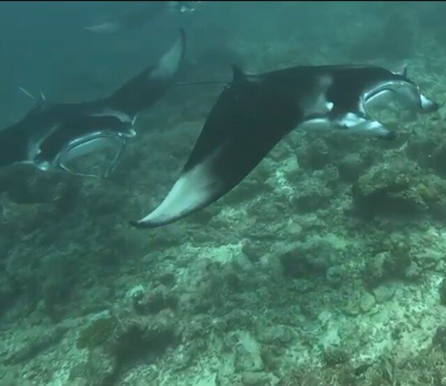 Manta Expeditions - Maldives-马累必去景点