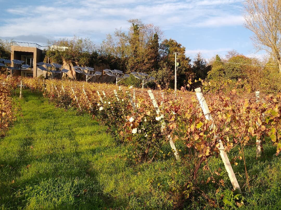 Cantina Simone Giacomo-Castelvenere必去景点