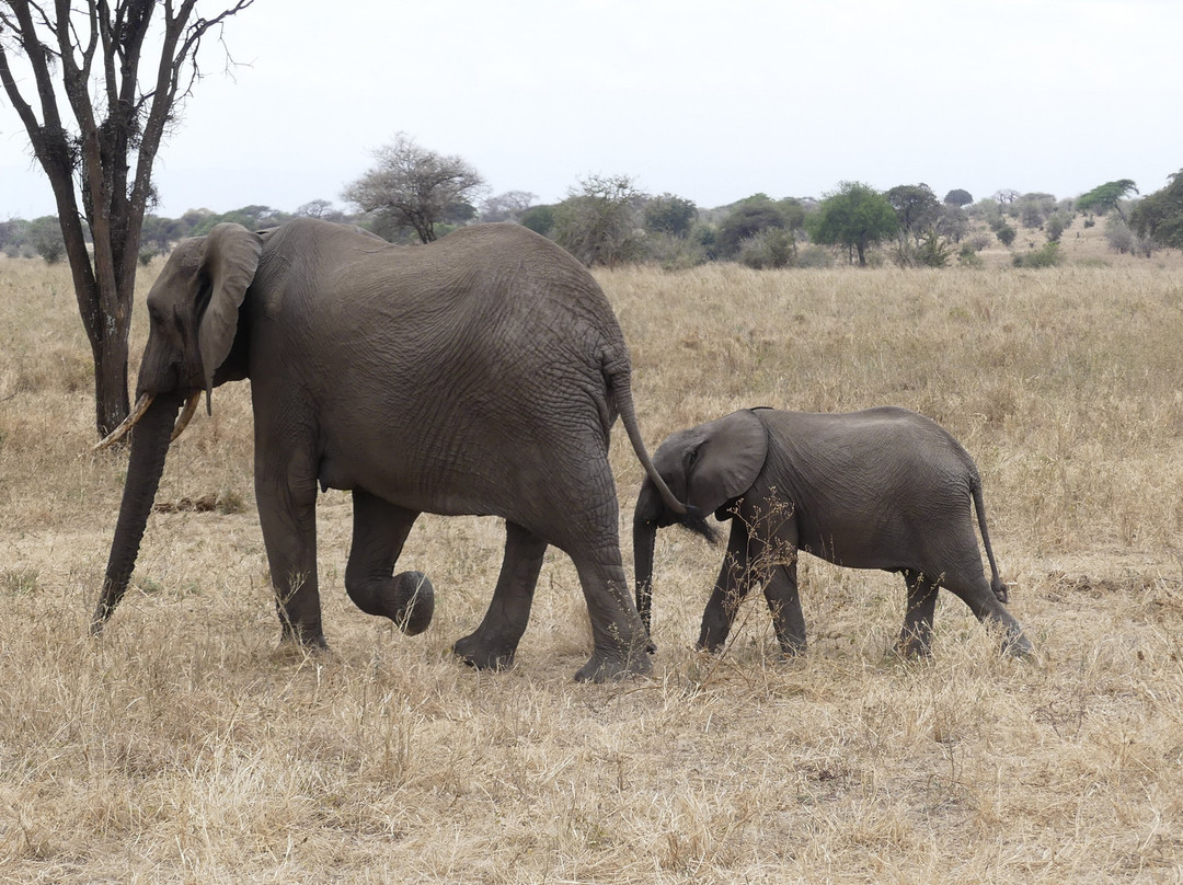 Cheeky Monkey Safaris-阿鲁沙必去景点