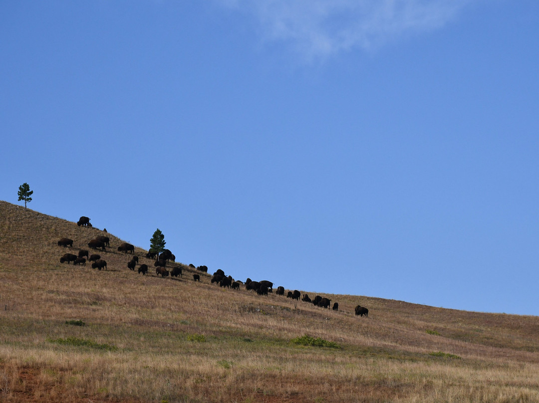 Custer State Park Wildlife Station Visitor Center-Hermosa必去景点