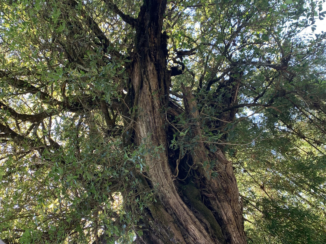 Sailepu Safari Adventures-南由基必去景点