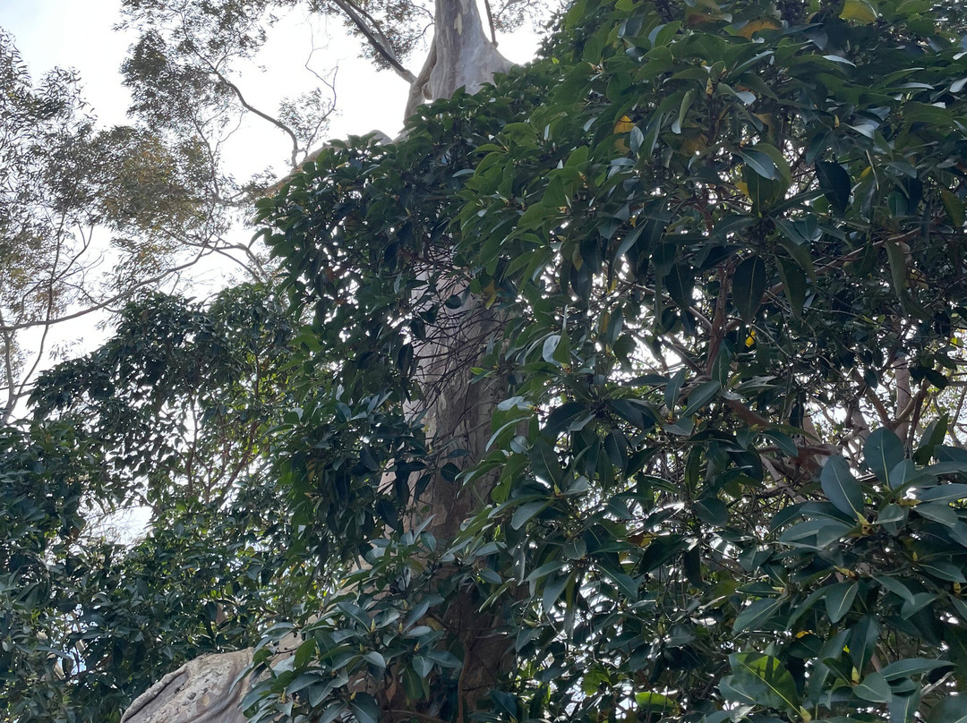 Charing Cross Reserve-Beaconsfield Upper必去景点