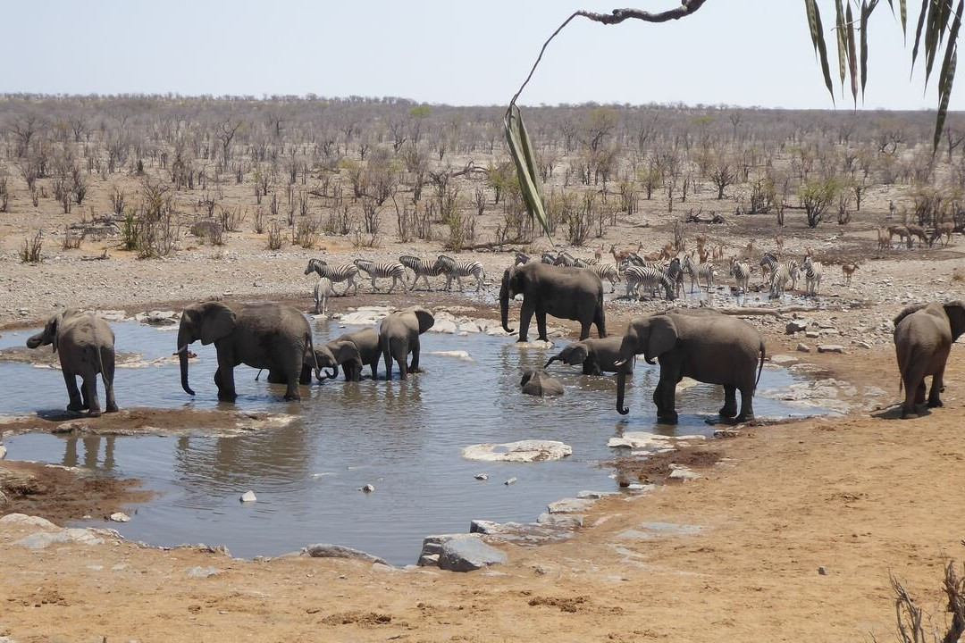Moringa Waterhole-Halali必去景点
