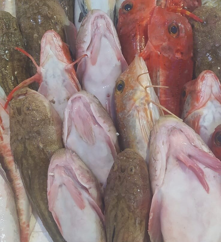 Chioggia Pesca - Mercato Ittico di Chioggia-基奥贾必去景点