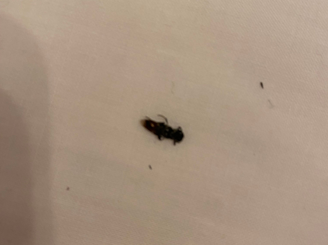 Little Sweet Escape主图