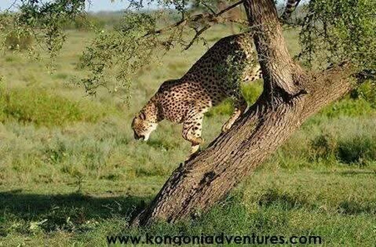 Jambo Travelhouse Holidays-Karen必去景点