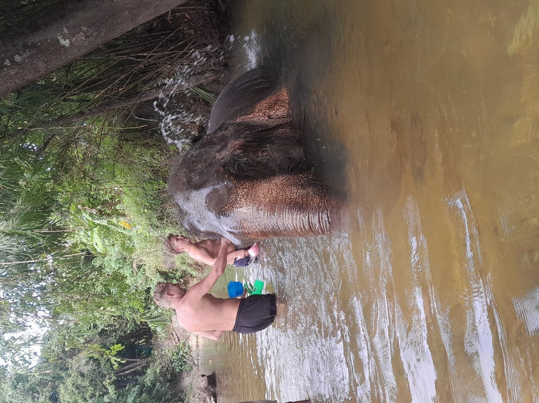 Coconut Elephant Camp Khaolak景点图片