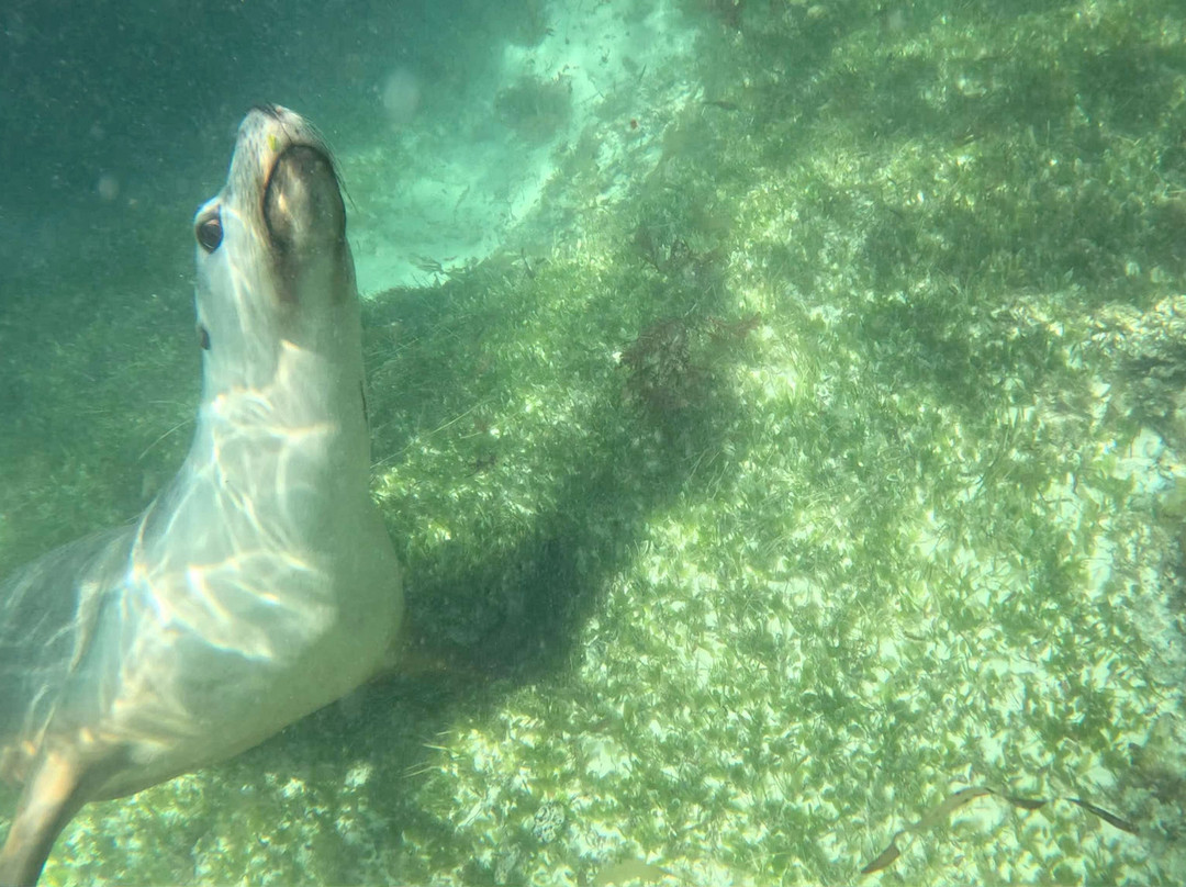 Lobster Shack Sea Lion Tour景点图片