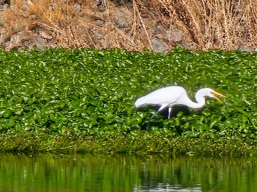 Tres Rios Wetlands-凤凰城必去景点