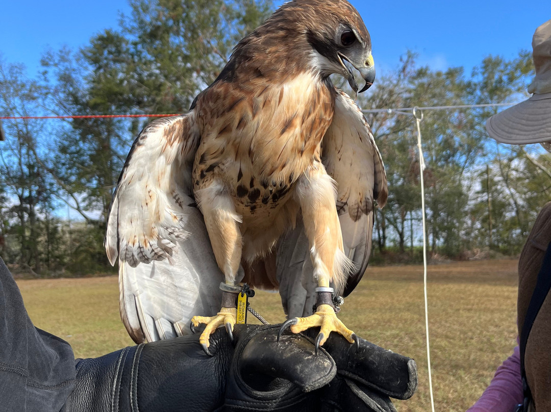 International Falconry Academy-Live Oak必去景点