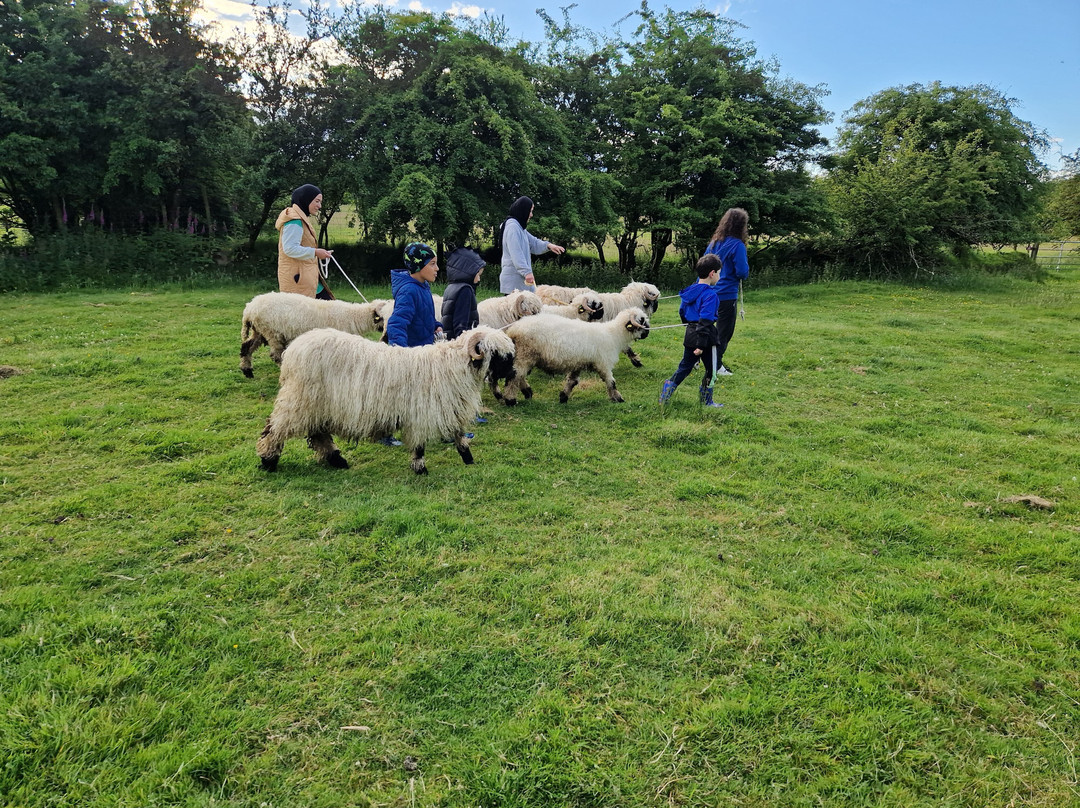 Wild Atlantic Sheep Walks-Tobercurry必去景点