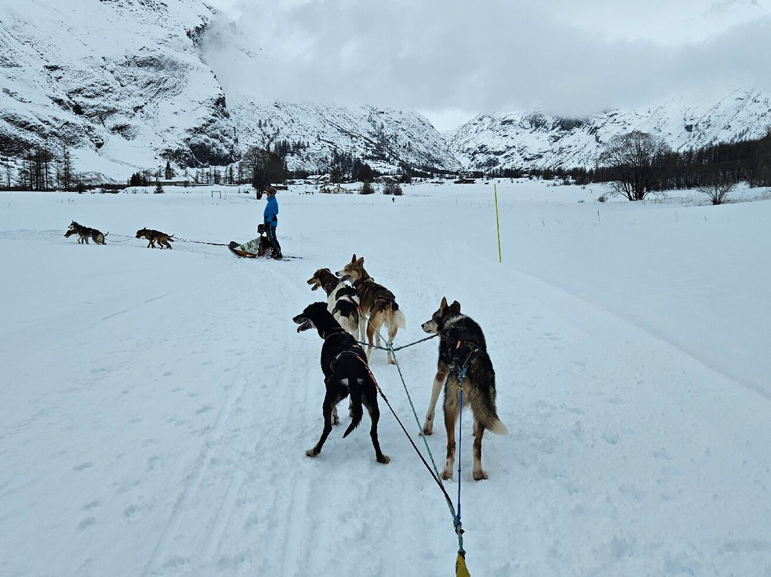 Husky Adventure景点图片