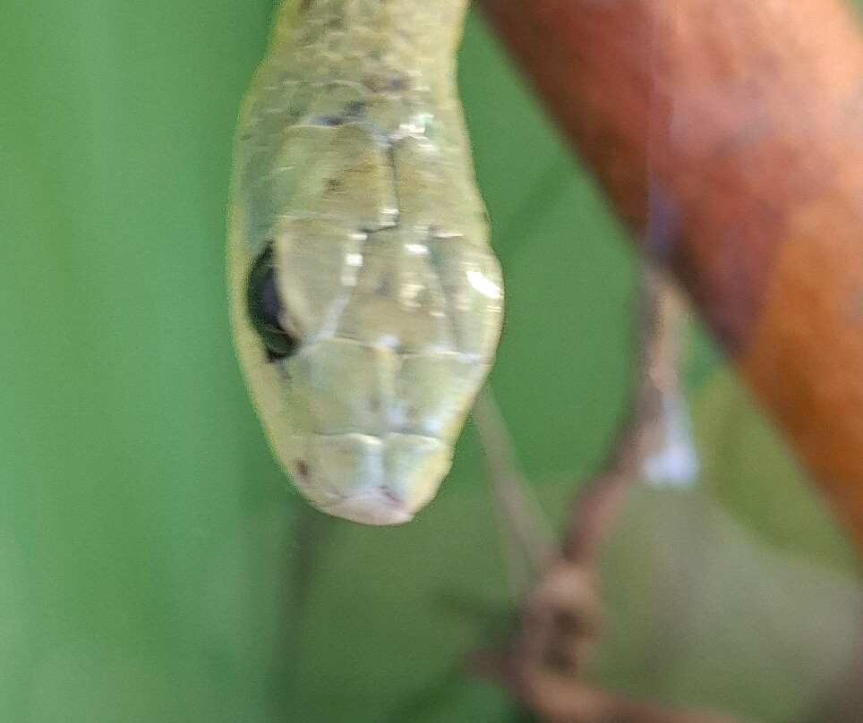 Snake Park-斯瓦科普蒙德必去景点